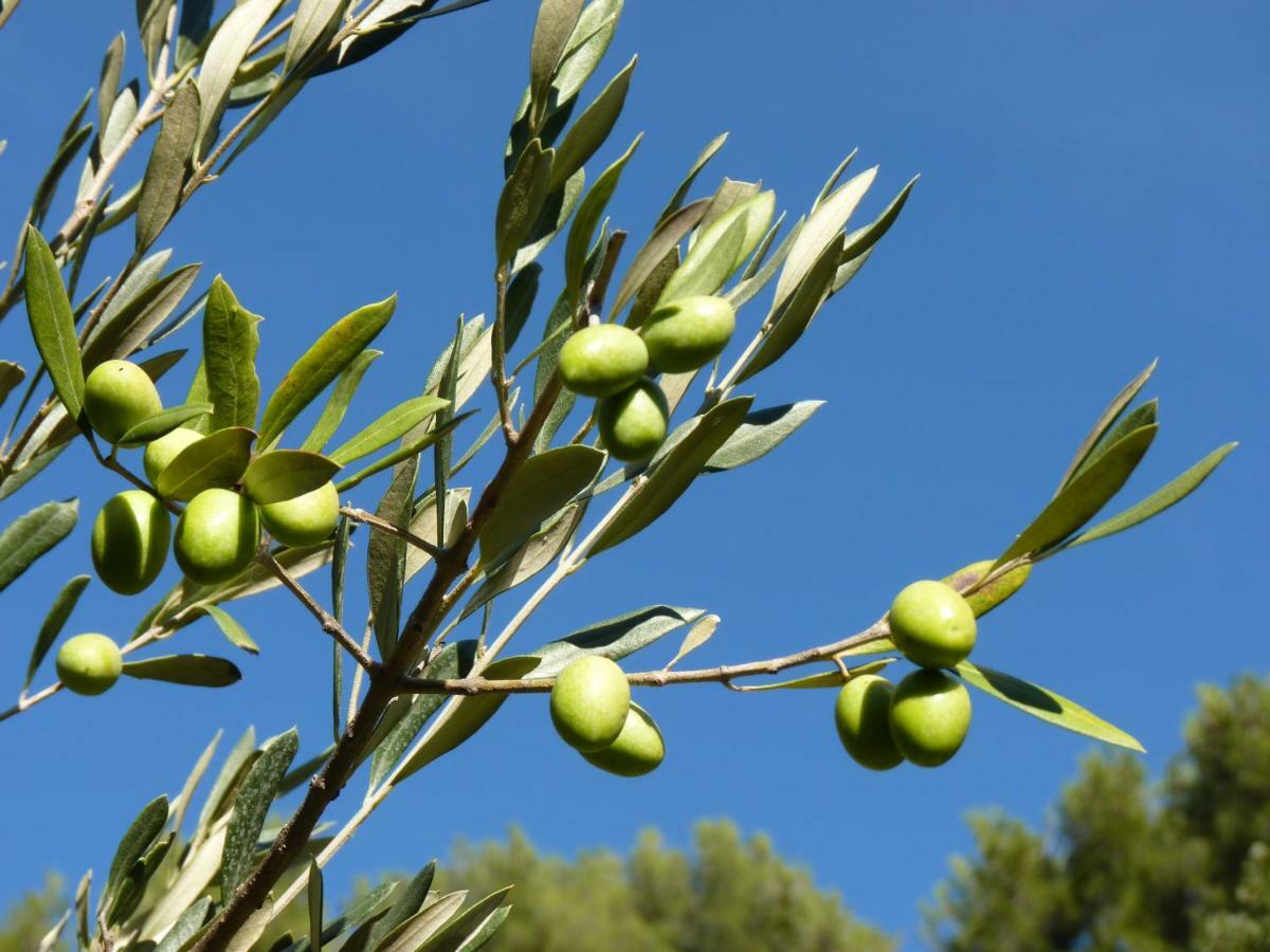 Bed and Breakfast La Royante Aubagne Esterno foto